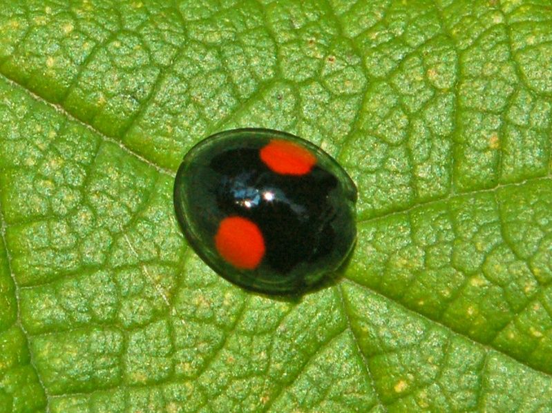 File:Coccinellidae - Chilocorus similis.JPG