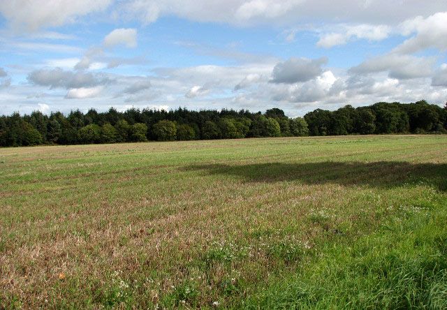 File:Briningham Plantation - geograph.org.uk - 989084.jpg