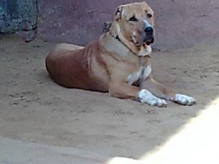 File:Indian Mastiff Bully Kutta.jpg