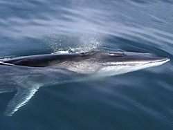 File:LMazzuca Fin Whale.jpg