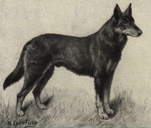 File:German Shepherd Portrait.jpg