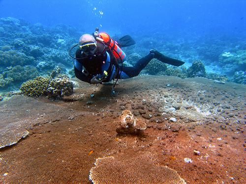 File:Punta Diwata Reef.jpg