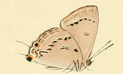 File:Ancema ctesia1.JPG