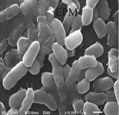 File:SEM image of Bacillus megaterium.jpg