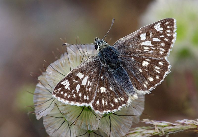 File:Muschampia tessellum - Tessellated Skipper.jpg