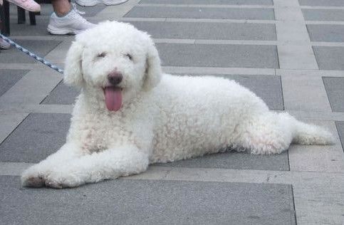 File:Perro de Agua del Cantábrico Macho Exposición.jpg