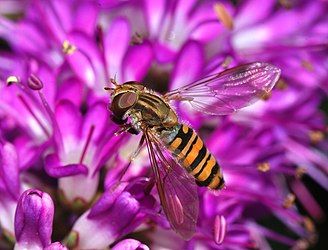 Episyrphus balteatus