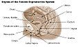 Organs of the female reproductive system.