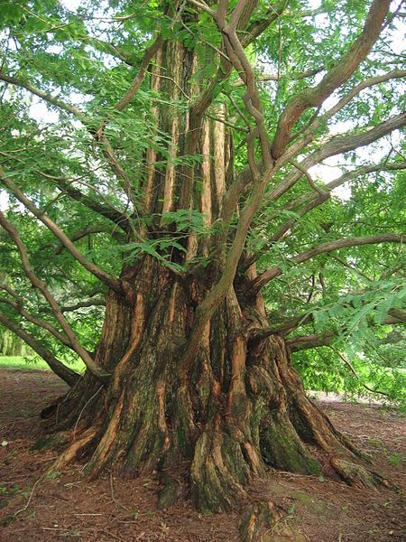 File:MetasequoiaGlyptostroboides.jpg