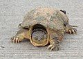 A common snapping turtle.