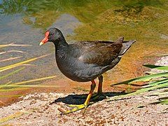 Dusky moorhen442