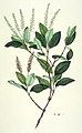 Botanical illustration