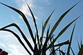 Leaves of Sugarcane