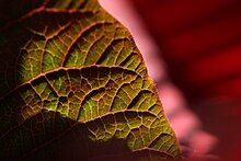 Venation of a poinsettia (Euphorbia pulcherrima) leaf