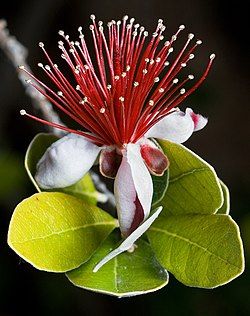 Feijoa flower