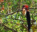 Indian giant squirrel