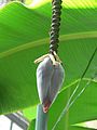 Bracts along a banana flower stalk surround the rows of flowers