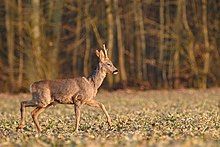 Young deer with short antlers, trotting across a field with trees in background