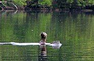 Otter, Sebago Lake