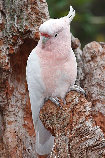 File:Leadbeaters cockatoo.jpg