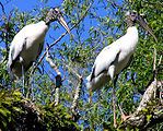 Wood Storks - St. Johns River