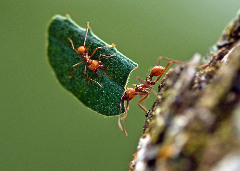 File:Hitchiking leafcutter ant.jpg