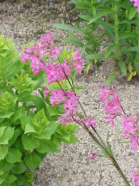 File:Lychnis viscaria1.jpg