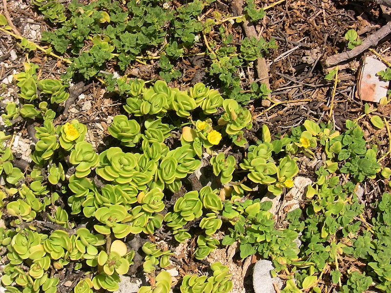 File:Groundcover.jpg