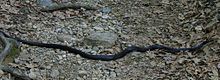 Black snake, Harriman State Park