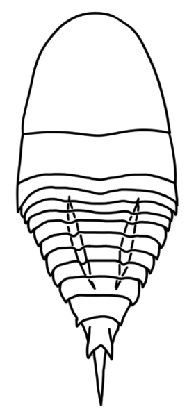 File:Borchgrevinkium diagram.png