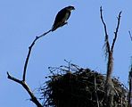 Osprey and nest - Lake Louisa State Park