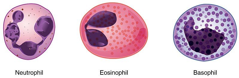 File:1907 Granular Leukocytes.jpg