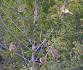 Four in a tree, South Africa