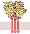 HIV envelope glycoprotein