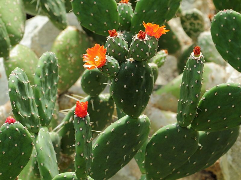 File:Opuntia quitensis-IMG 5651.JPG