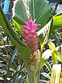 The pink bracts of Curcuma petiolata.