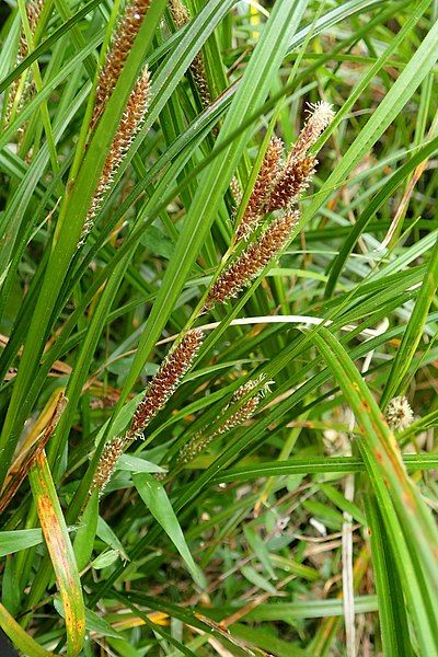 File:Carex lambertiana kz1.jpg