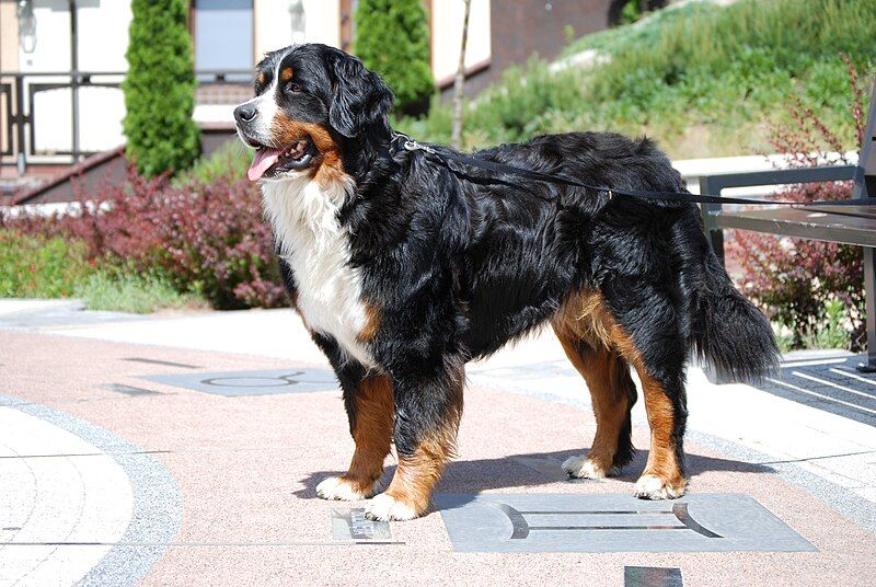 File:Bernese Mountain DOg.jpg