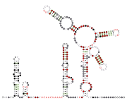 aCoV-5UTR Secondary structure taken from the Rfam database. Family RF03116