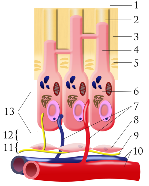 File:Pulpal dentin junction.png