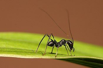 Macroxiphus sp. katydid