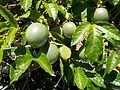 Passion fruit on the vine