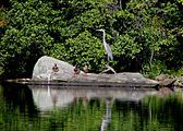 Heron and Mallards - Harriman State Park