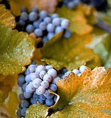 Purple-colored Concord grapes on the vine with abundant foliage