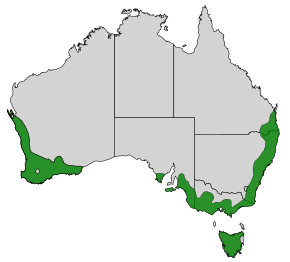 File:Stipiturus malachurus map.svg